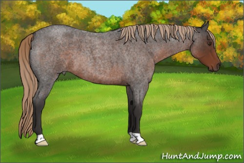 Horse Color:Liver Red Roan 