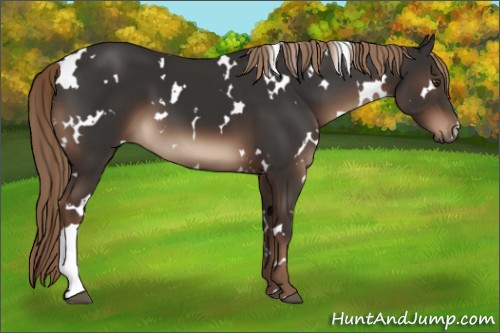 Horse Color:White Spotted Liver Chestnut 