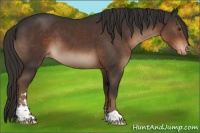 Horse Color:Liver Chestnut Sabino Varnish