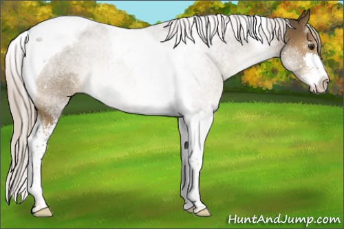 Horse Color:Chocolate Palomino Sabino Tobiano Appaloosa 