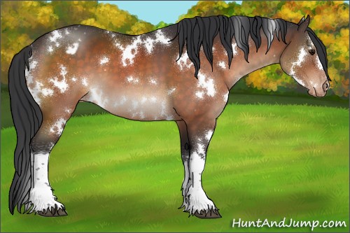 Horse Color:White Spotted Brown Appaloosa 