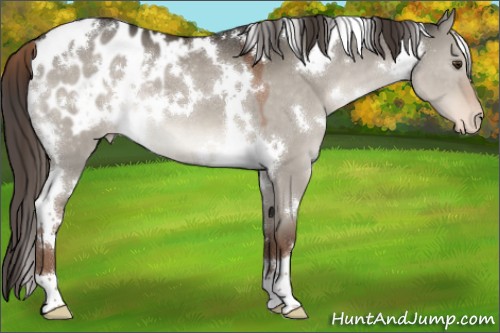 Horse Color:White Spotted Liver Red Dun Appaloosa 