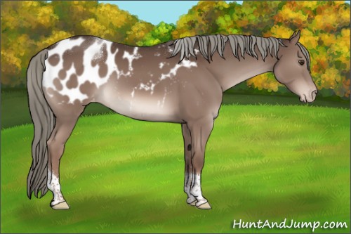 Horse Color:Liver Chestnut Mushroom Sabino Tobiano Appaloosa Rabicano 
