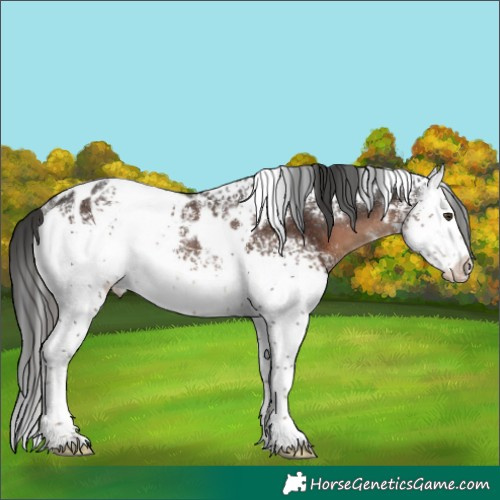 Horse Color:White Spotted Liver Chestnut Appaloosa Rabicano 
