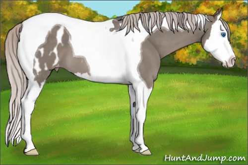 Horse Color:Silver Grullo Splash Tobiano Appaloosa 
