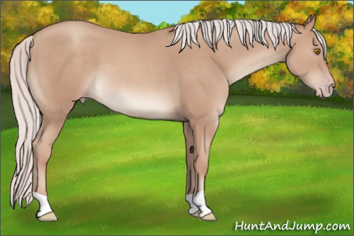 Horse Color:Silver Classic Champagne 