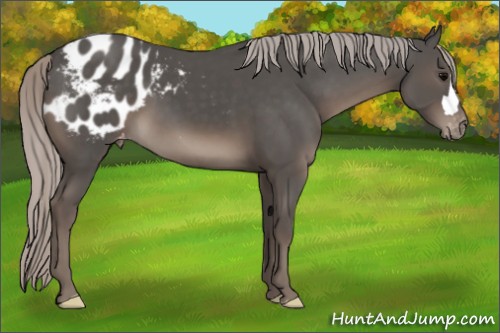 Horse Color:Silver Black Appaloosa 