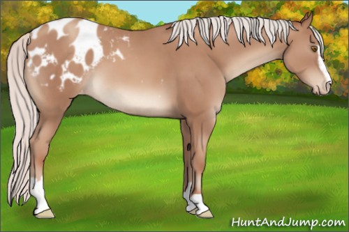 Horse Color:Silver Classic Champagne Sabino Appaloosa 