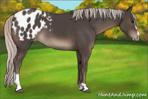 Horse Color:Silver Black Sabino Appaloosa 