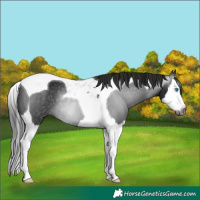 Horse Color:Gray Black Splash Tobiano Rabicano 