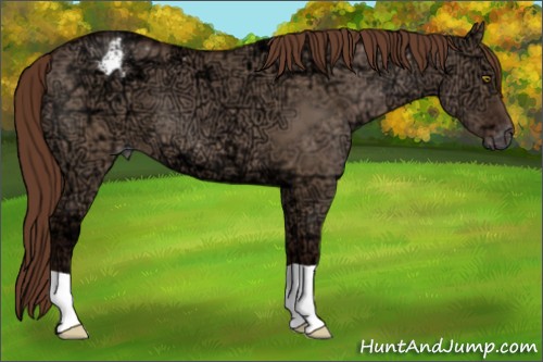Horse Color:Liver Red Dun Ice Appaloosa 
