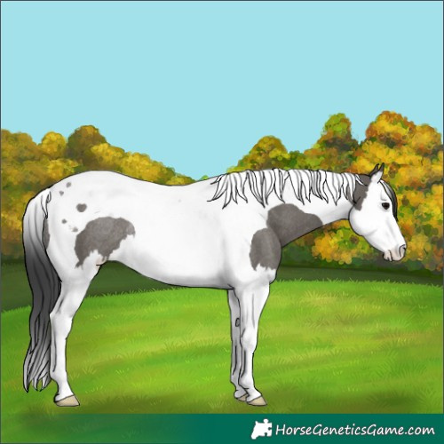 Horse Color:Grullo Splash Tobiano Rabicano