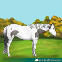 Horse Color:Grullo Splash Tobiano Rabicano