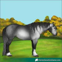 Horse Color:Gray Black Tobiano Rabicano 