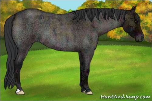 Horse Color:Midnight Bay Ice Roan Onyx 
