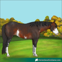 Horse Color:Bay Sabino 