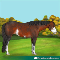 Horse Color:Bay Sabino 