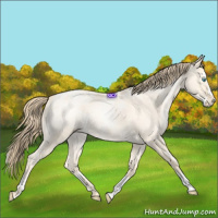 Horse Color:Buckskin Roan Pearl Dun and Buckskin Roan Pearl Dun Splash