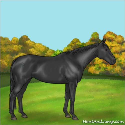 Horse Color:Black 