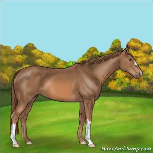 Horse Color:Chestnut 