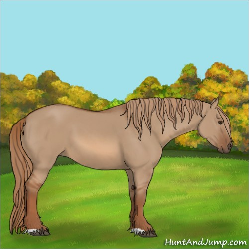 Horse Color:Red Dun 