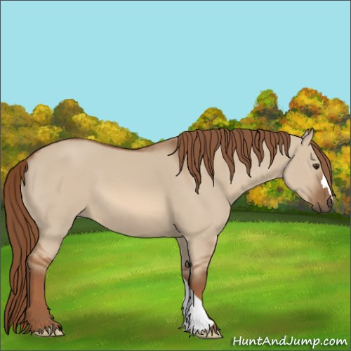 Horse Color:Red Dun 