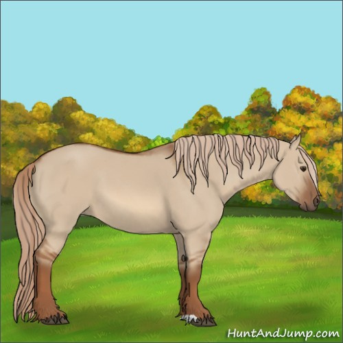 Horse Color:Red Dun 