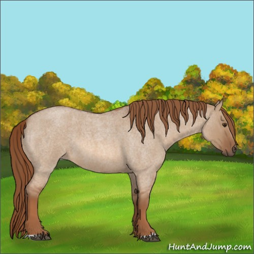 Horse Color:Red Dun Roan 