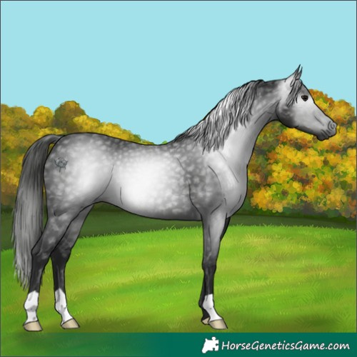 Horse Color:Gray Black 