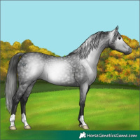 Horse Color:Gray Black 