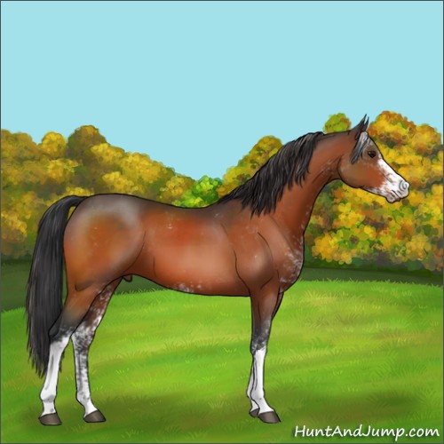 Horse Color:Bay Sabino 