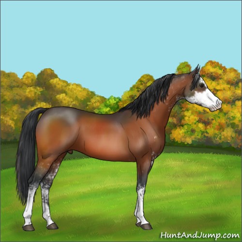 Horse Color:Brown Sabino 