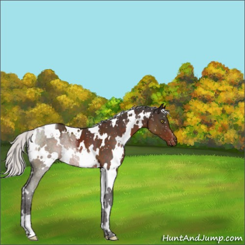 Horse Color:White Spotted Silver Brown Appaloosa 