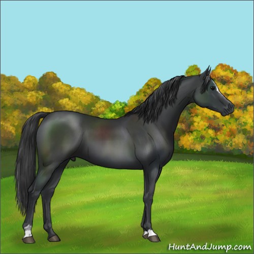 Horse Color:Black Sabino 