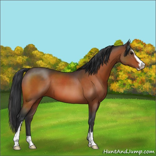 Horse Color:Brown Sabino 