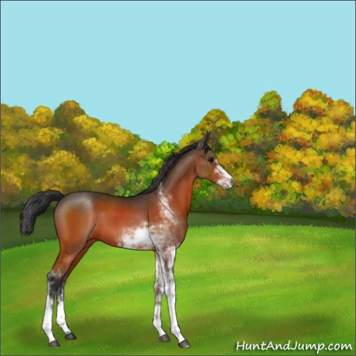 Horse Color:Bay Sabino 
