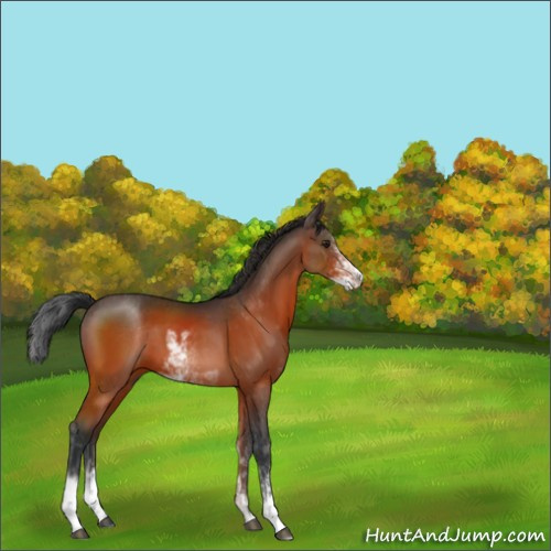Horse Color:Brown Sabino 