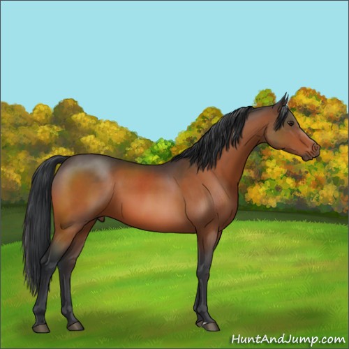 Horse Color:Brown Sabino 