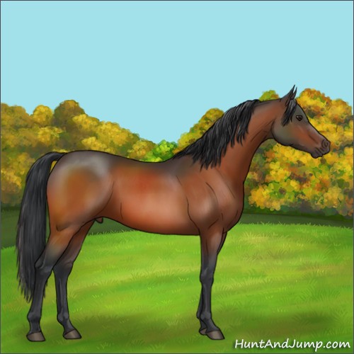 Horse Color:Brown 