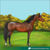 Horse Color:Brown 