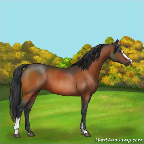 Horse Color:Brown Sabino 