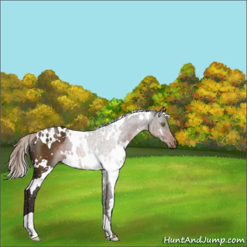 Horse Color:White Spotted Silver Brown Appaloosa 