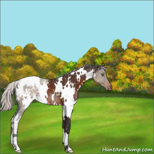 Horse Color:White Spotted Silver Brown Appaloosa 