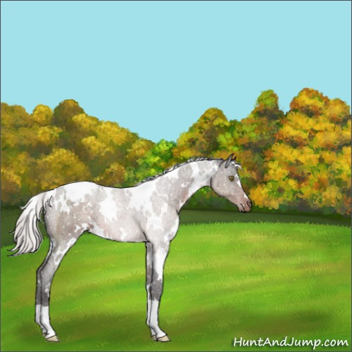 Horse Color:White Spotted Silver Brown Appaloosa 