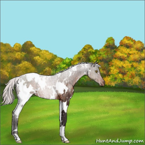 Horse Color:White Spotted Silver Brown Appaloosa