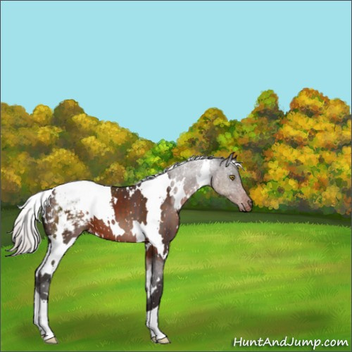 Horse Color:White Spotted Silver Brown Appaloosa