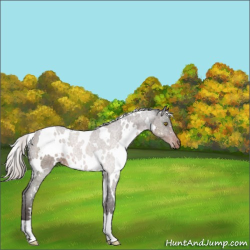 Horse Color:White Spotted Silver Brown Appaloosa 
