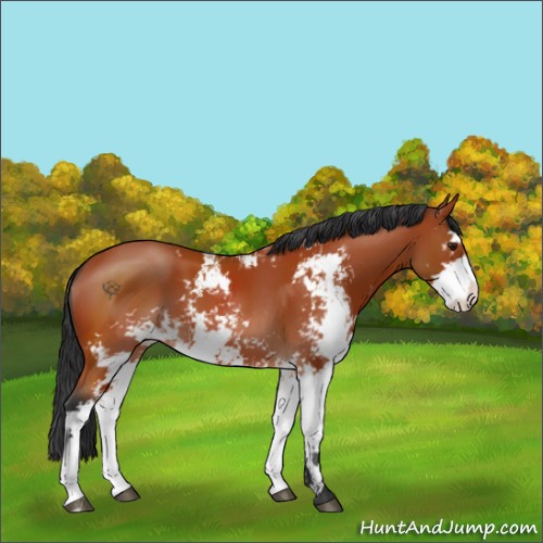 Horse Color:Brown Sabino 