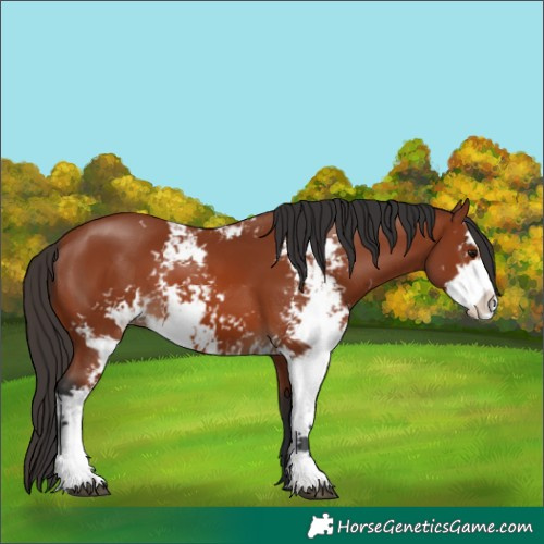 Horse Color:Bay Sabino 