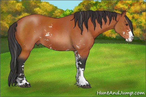 Horse Color:Brown Sabino 